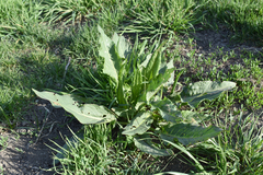 Rumex