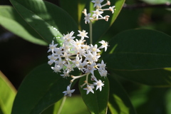 Pomaderris tropica