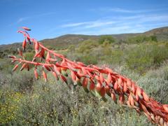 Gasteria disticha disticha