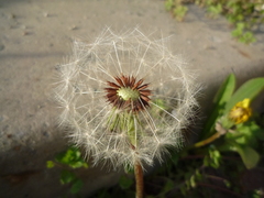 Taraxacum proximum