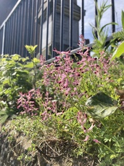Fumaria officinalis