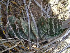 Gasteria disticha disticha