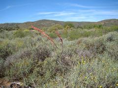 Gasteria disticha disticha