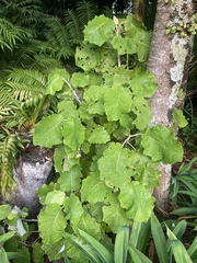 Brachyglottis repanda