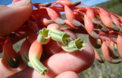 Gasteria disticha disticha