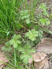 Potentilla tobolensis