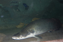 Arapaima