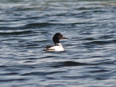 Mergus merganser