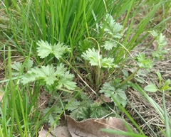 Potentilla tobolensis