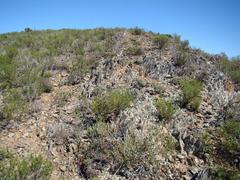 Trichodiadema marlothii