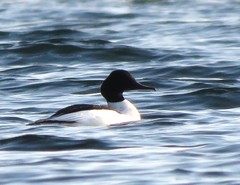 Mergus merganser
