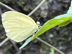 Eurema mandarina