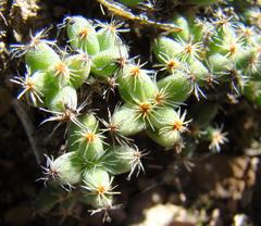 Trichodiadema marlothii