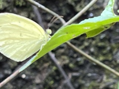 Eurema mandarina