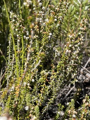Erica deflexa