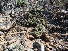 Trichodiadema marlothii