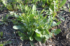 Barbarea vulgaris