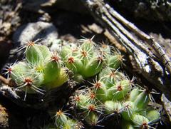 Trichodiadema marlothii