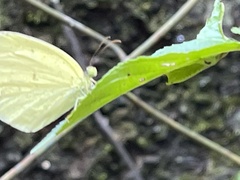 Eurema mandarina