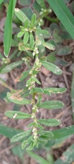 Polygonum plebeium