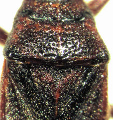 Rhypodes