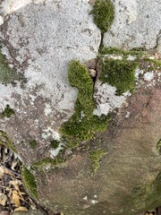 Ptychomitrium crispatum
