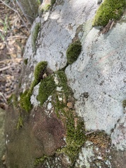 Ptychomitrium crispatum