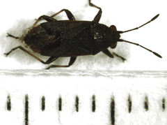 Rhypodes