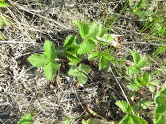 Fragaria orientalis