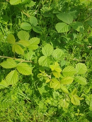 Rubus