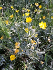 Ranunculus bulbosus