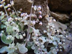 Crassula nemorosa