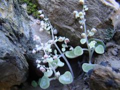 Crassula nemorosa