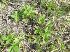 Fragaria orientalis