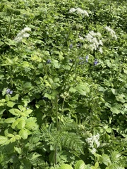 Anthriscus sylvestris