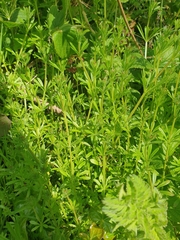Galium aparine
