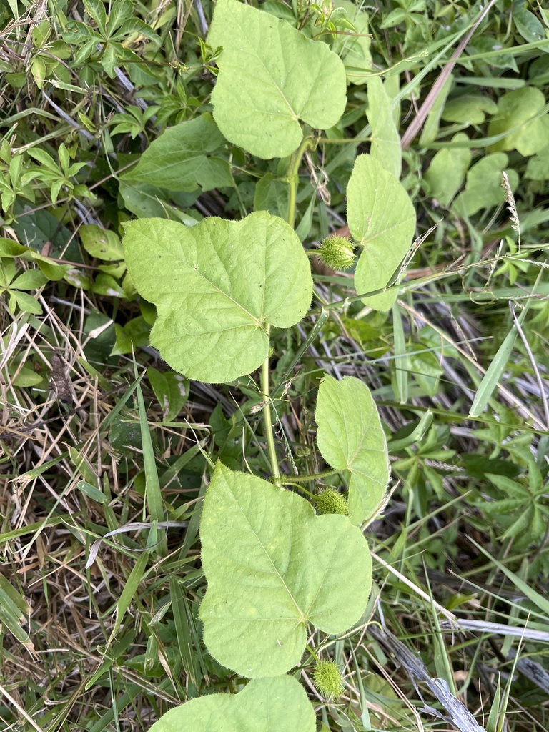 Passiflora vesicaria from 仁愛街, 永康區, TW on April 30, 2022 at 05:53 PM by ...