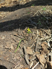 Gagea hiensis