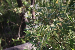 Pomaderris tropica