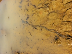 Bufotes viridis balearicus