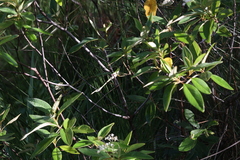 Pomaderris tropica