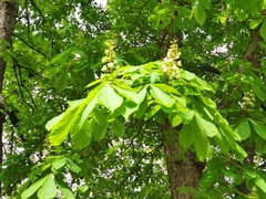 Aesculus hippocastanum