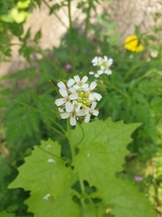Alliaria petiolata