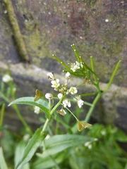 Capsella bursa-pastoris