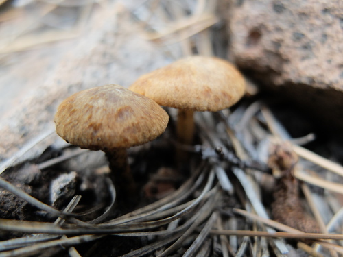 iNaturalist observation photo of Common Gilled Mushrooms and Allies