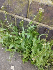 Capsella bursa-pastoris