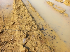 Bufotes viridis balearicus