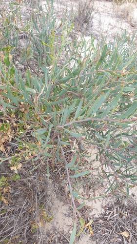 Image of Acacia cupularis by (c) Rosalie Lawrence, some rights reserved (CC BY)