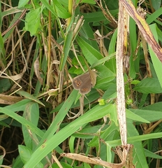 Brakefieldia perspicua