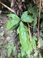 Tectaria subtriphylla